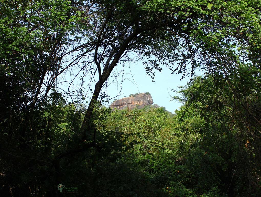 Vila The Thick Forest Sigiriya Pokoj fotografie