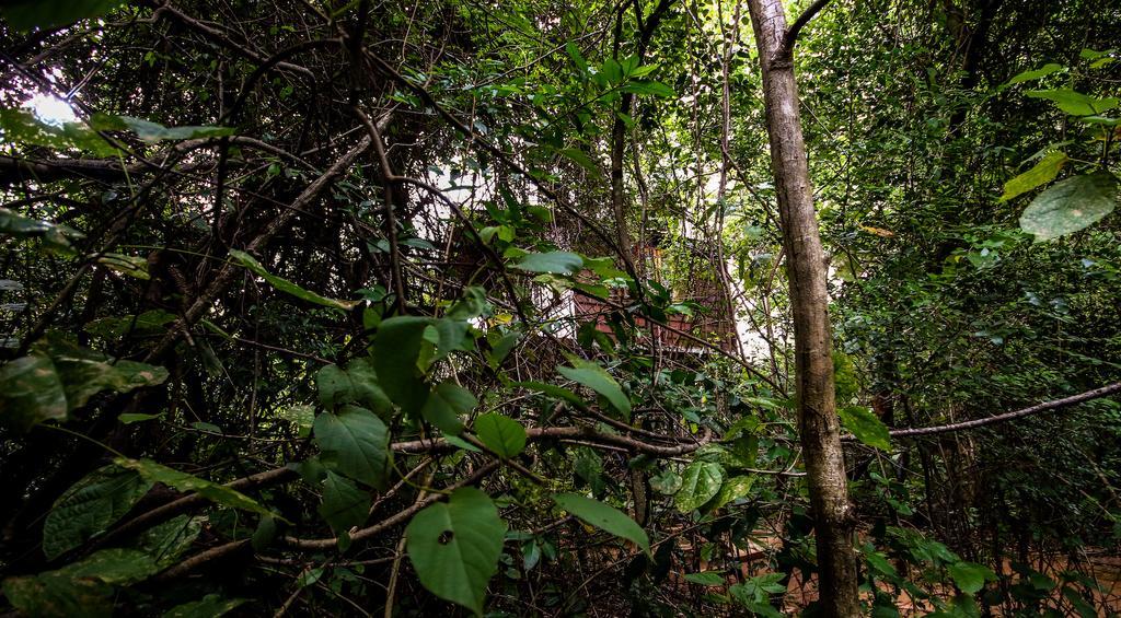 The Thick Forest Sigiriya Exteriér fotografie