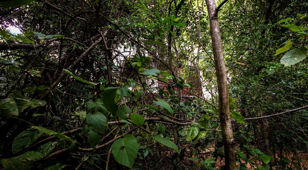 Vila The Thick Forest Sigiriya Exteriér fotografie